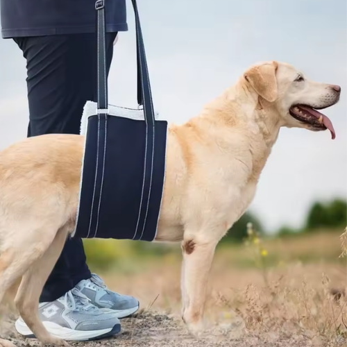 Harnais de Soutien SilverPaws™ : Aide à la Mobilité pour Chien Senior